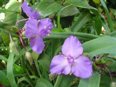 Fiori