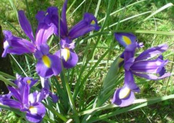 Iris
