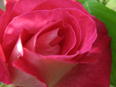 Rosa