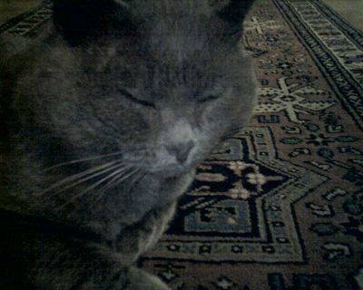SPILLO