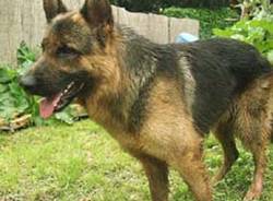 cane ritrovato bobbiate marino