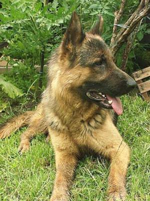 cane ritrovato bobbiate marino