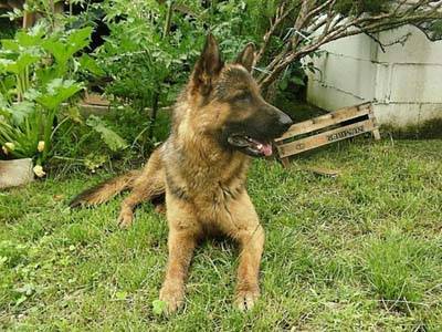 cane ritrovato bobbiate marino