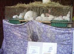 corni e pecc 2007 cortili di brinzio