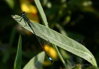 Libellula