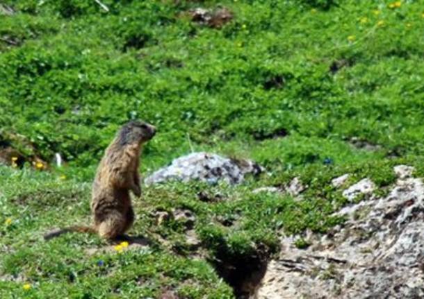 Marmotta