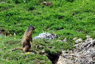 Marmotta