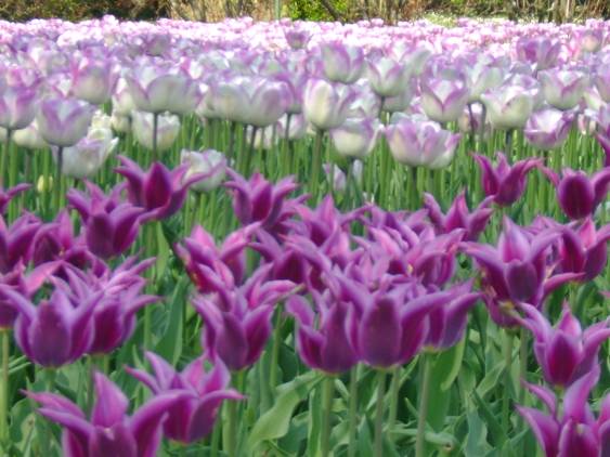 Un mare viola