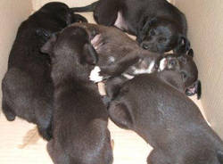 cuccioli canile gallarate