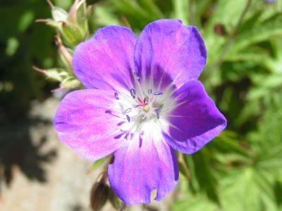 Fiore