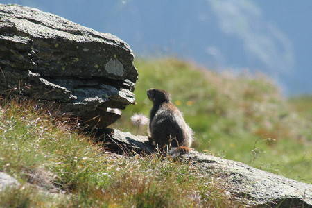 marmotta
