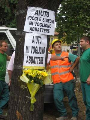 alberi piazza risorgimento gallarate