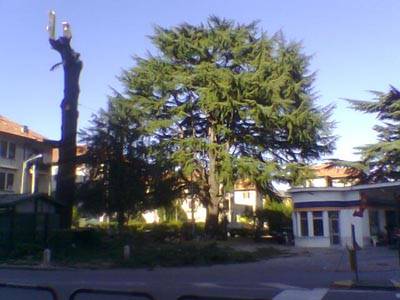 albero cedro