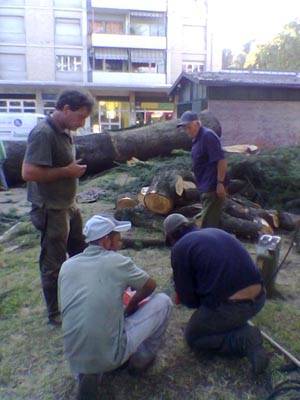 albero cedro