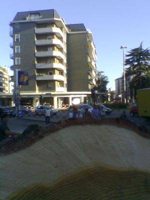 albero cedro