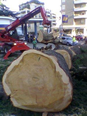 albero cedro