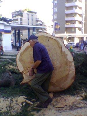 albero cedro