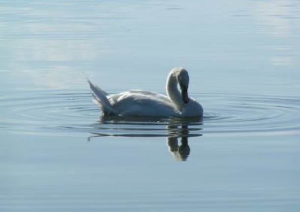 Cigno