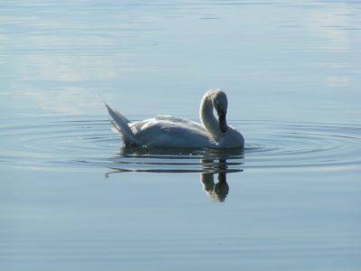 Cigno