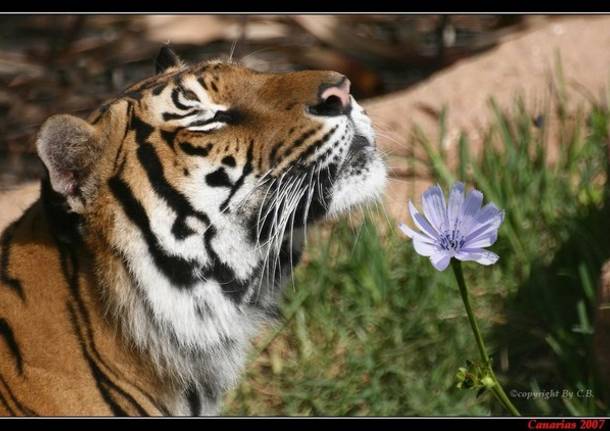 ...Delicatezza...