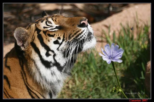 ...Delicatezza...