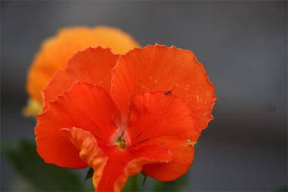 Fiore 
