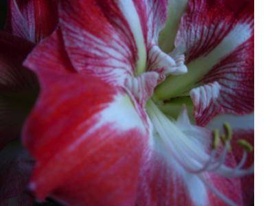 Fiore