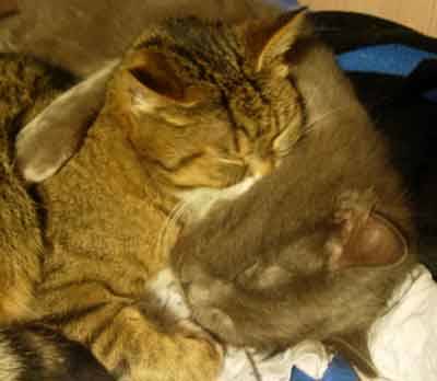 fratellini
