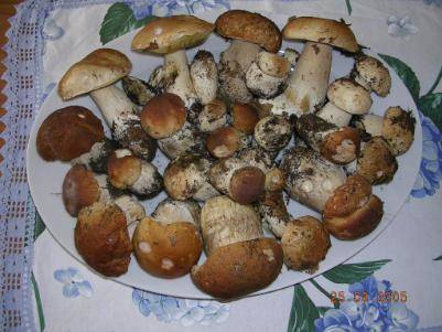 Funghi