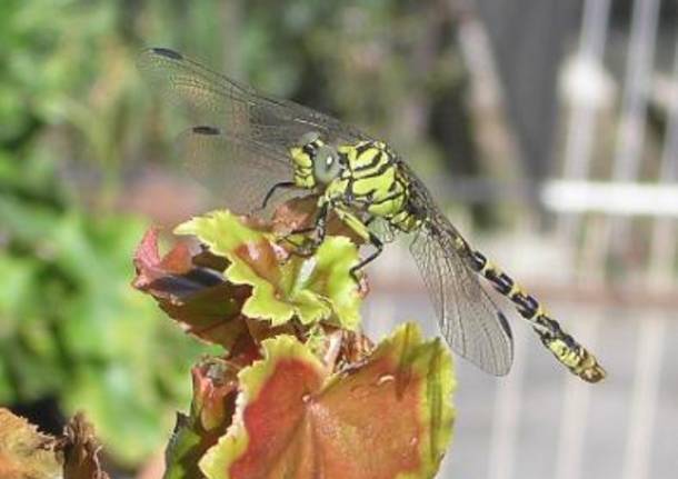 Libellula