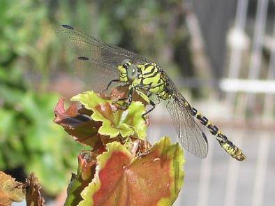 Libellula