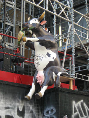 Mucca affamata...