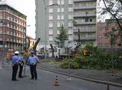 platani gallarate