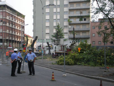 platani gallarate