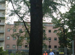 platani gallarate