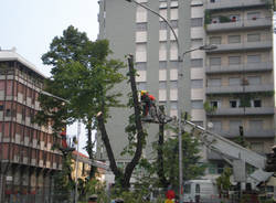 platani gallarate