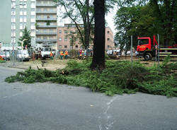 platani gallarate morandi