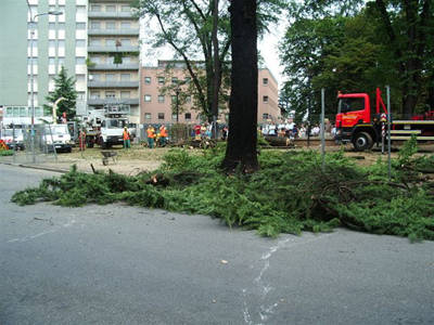 platani gallarate morandi