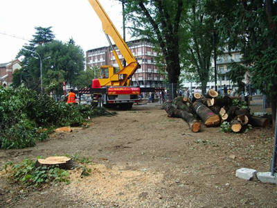 platani gallarate morandi