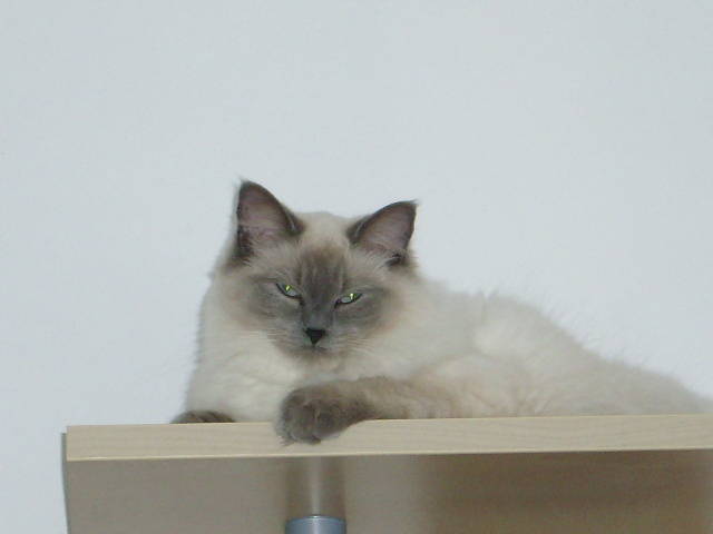 REBECCA