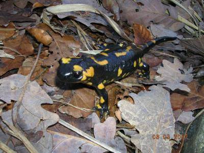 Salamandra