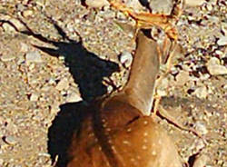 daino gerenzano
