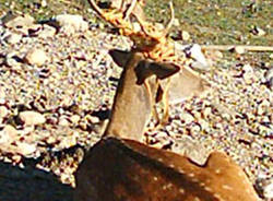 daino gerenzano