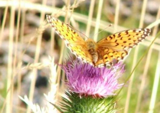 Farfalla su un fiore nei Pirenei