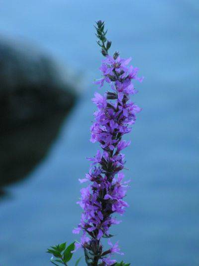 Fiore