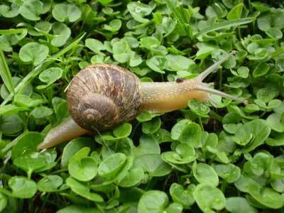 Lumaca