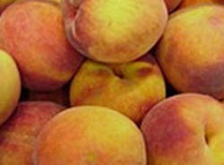 Pesche di Monate