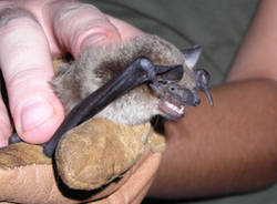 pipistrello saronno