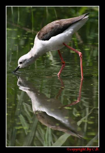 Riflesso