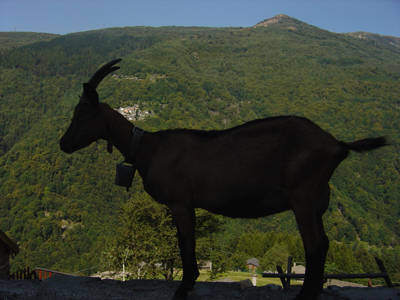 Viasco, capra narcisa